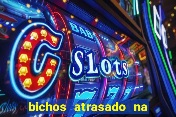 bichos atrasado na loteria dos sonhos