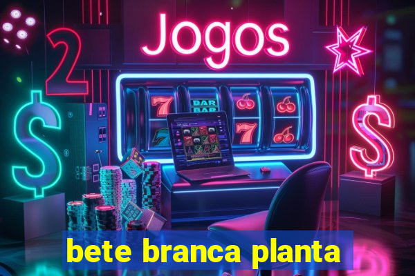 bete branca planta